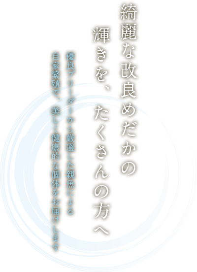 綺麗な改良めだかの輝きを、たくさんの方へ